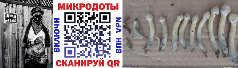Купить закладки  Мегион  Псилоцибиновые грибы мицелий 